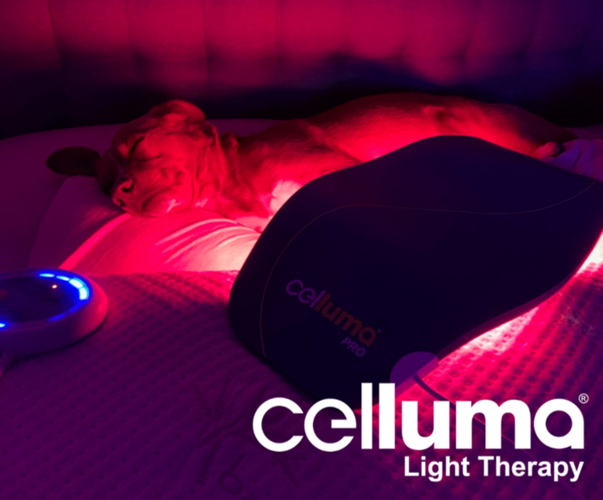 Celluma red light therapy device used to treat a wound on a dog's legs
