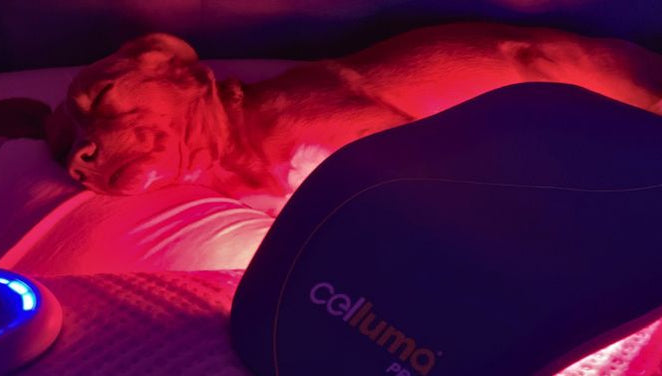 Dog getting a Celluma red light therapy treatment on the aging mode for skin issues.