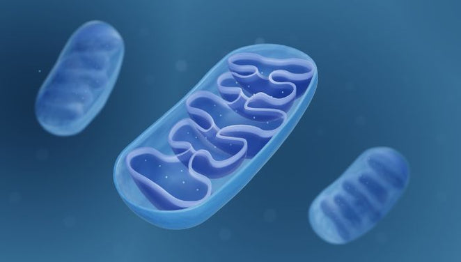 Illustration of Mitochondria