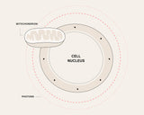Celluma Step 2