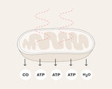 Celluma Step 3