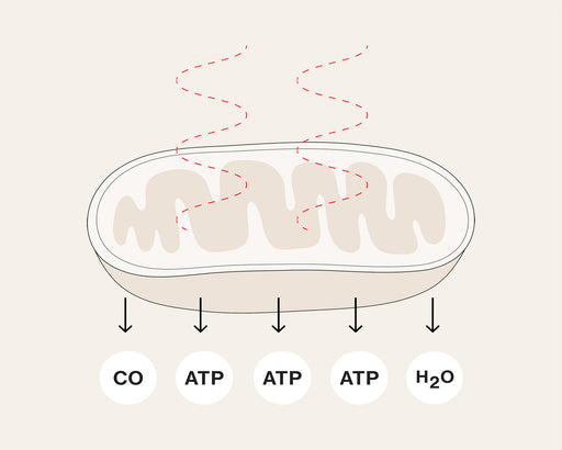 Celluma Step 3