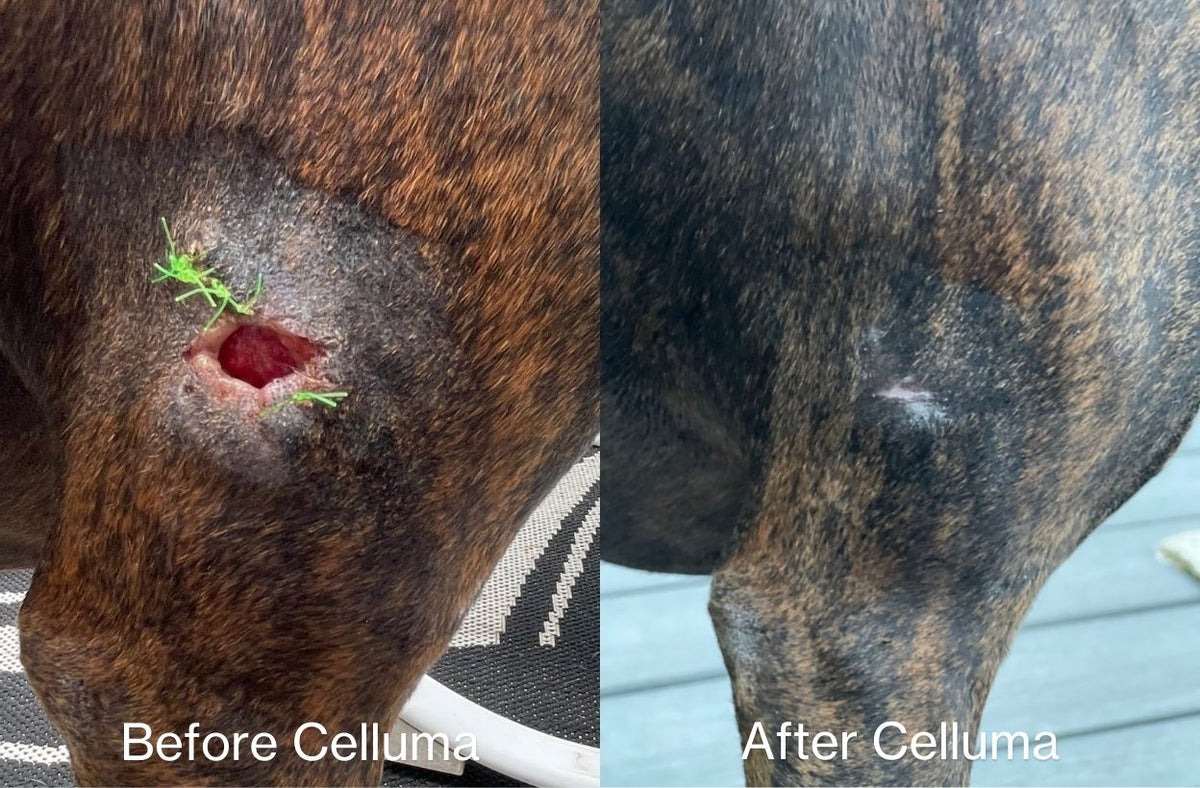 Before and after images of a dog showing the effects of injury recovery and wound healing using red and near-infrared LED light therapy. Results after 12 weeks of treatment shown on the right.