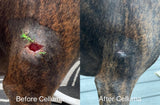 Before and after images of a dog showing the effects of injury recovery and wound healing using red and near-infrared LED light therapy. Results after 12 weeks of treatment shown on the right.