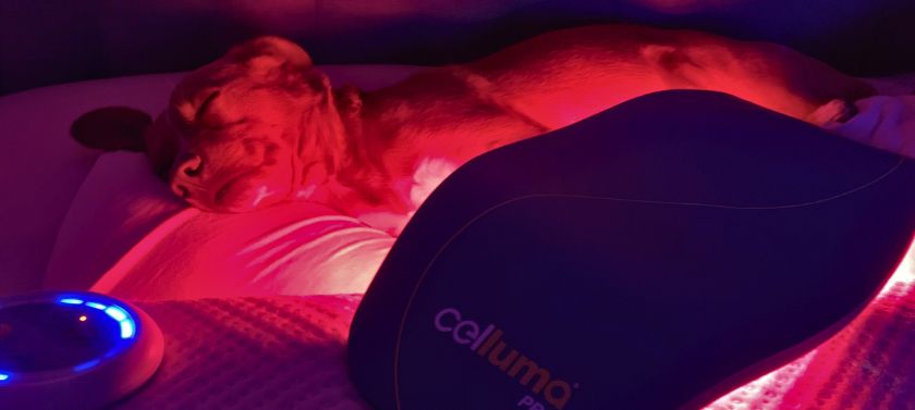 Dog getting a Celluma red light therapy treatment on the aging mode for skin issues.