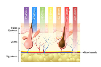The layers of the skin