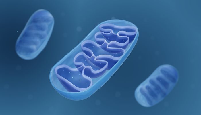 Illustration of Mitochondria