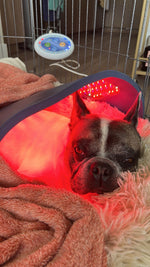 Dog resting under a Celluma LED light therapy device receiving red light treatment for pet wellness and recovery.