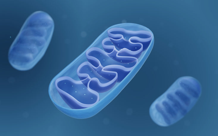 Mitochondria - The Powerhouses of the Cell