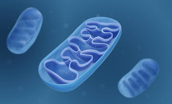 Mitochondria - The Powerhouses of the Cell