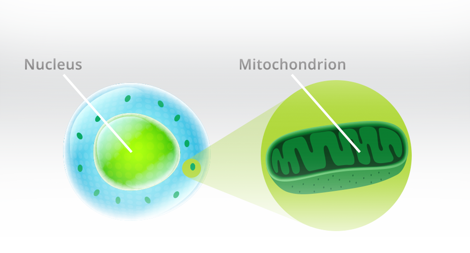 Photons absorbed through LED phototherapy